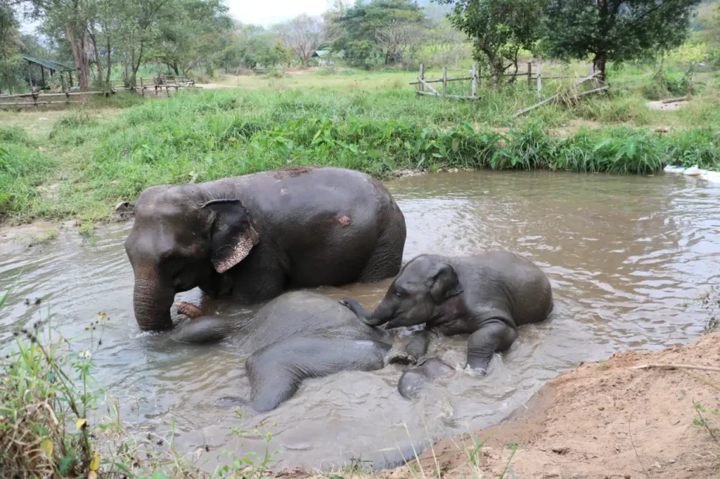 baby elephant playing in water with mother at Chiang Mai Elephant Care sanctuary in Mae Taeng Thailand