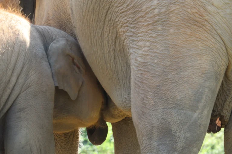 Baby Elephant Lucky Drinking Milk from His Mother