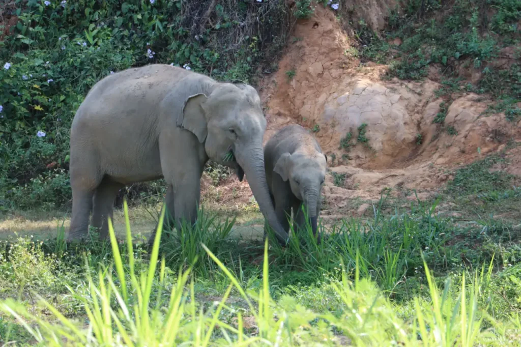 mother elephant and baby elephant walking together naturally at Chiang Mai Elephant Care sanctuary
