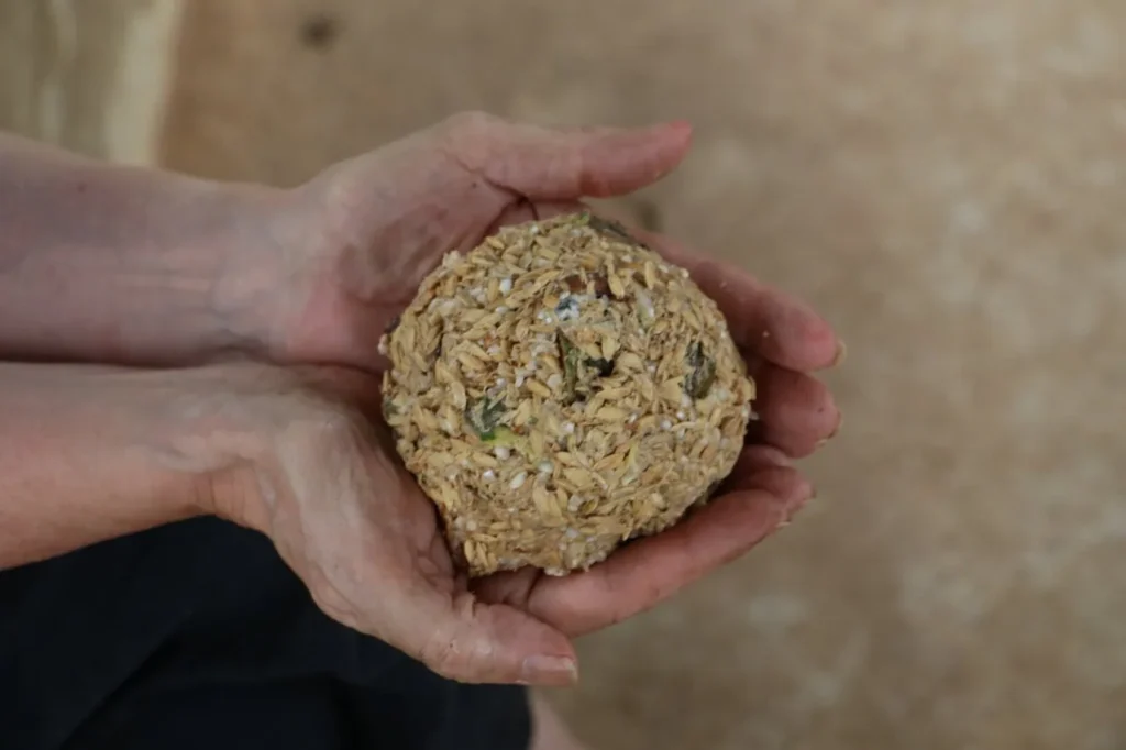 hands holding herbal medicine ball prepared for elephants at ethical sanctuary in Chiang Mai