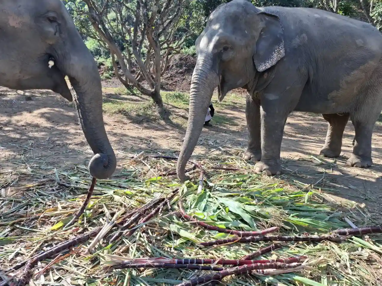 elephants eating sugarcane and grass as part of their natural diet at Chiang Mai Elephant Care sanctuary