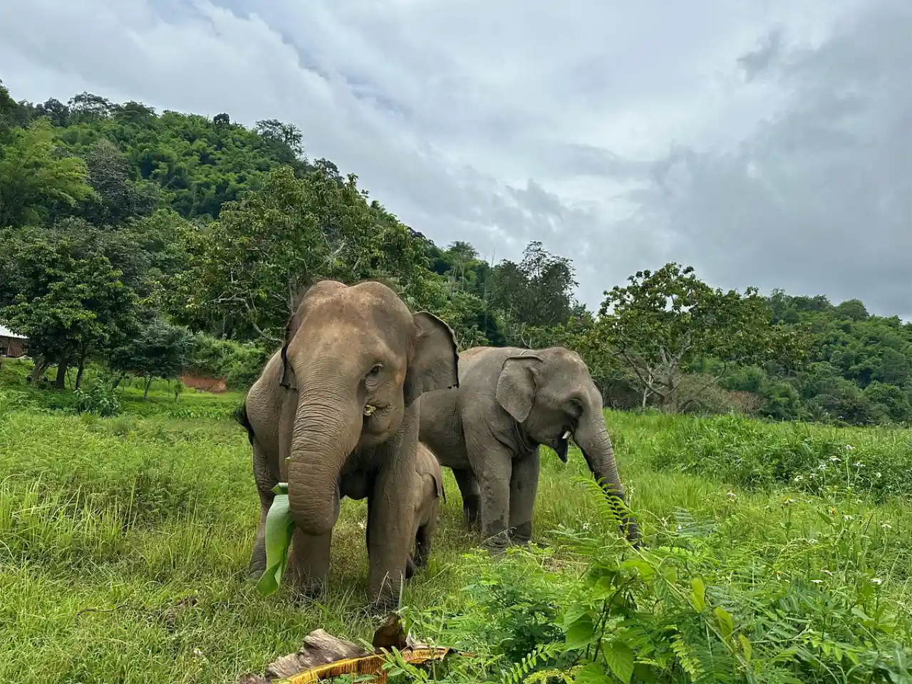 family of elephants walking freely in natural green landscape at Chiang Mai Elephant Care sanctuary