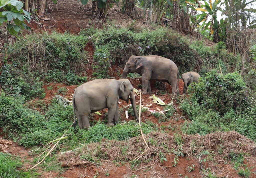 Elephant family walking and feeding in natural environment at Chiang Mai Elephant Care sanctuary in Mae Taeng Thailand