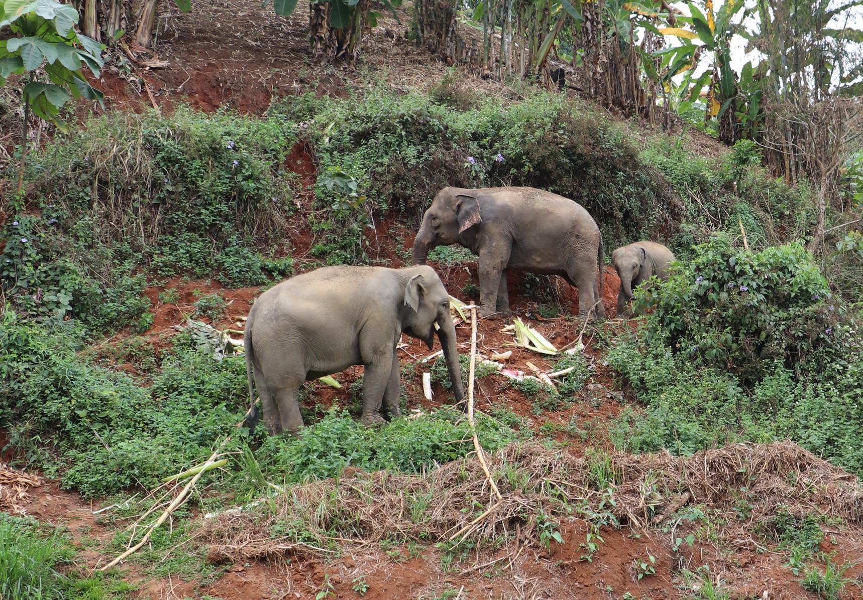 Elephant family walking and feeding in natural environment at Chiang Mai Elephant Care sanctuary in Mae Taeng Thailand