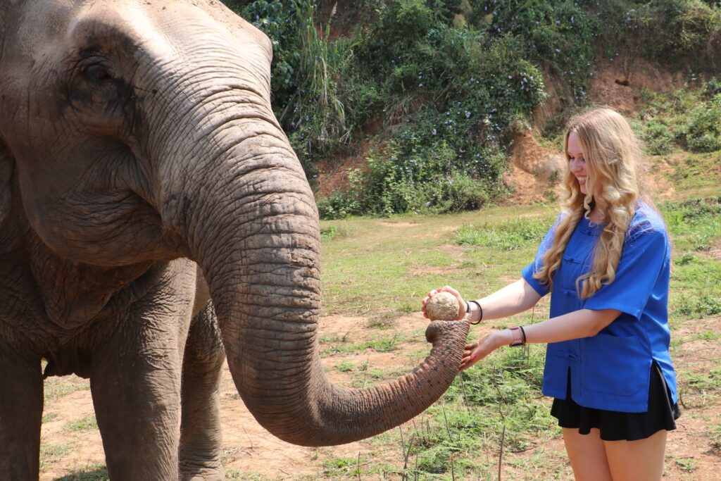 tourist giving herbal medicine ball to elephant at ethical sanctuary in Chiang Mai Thailand