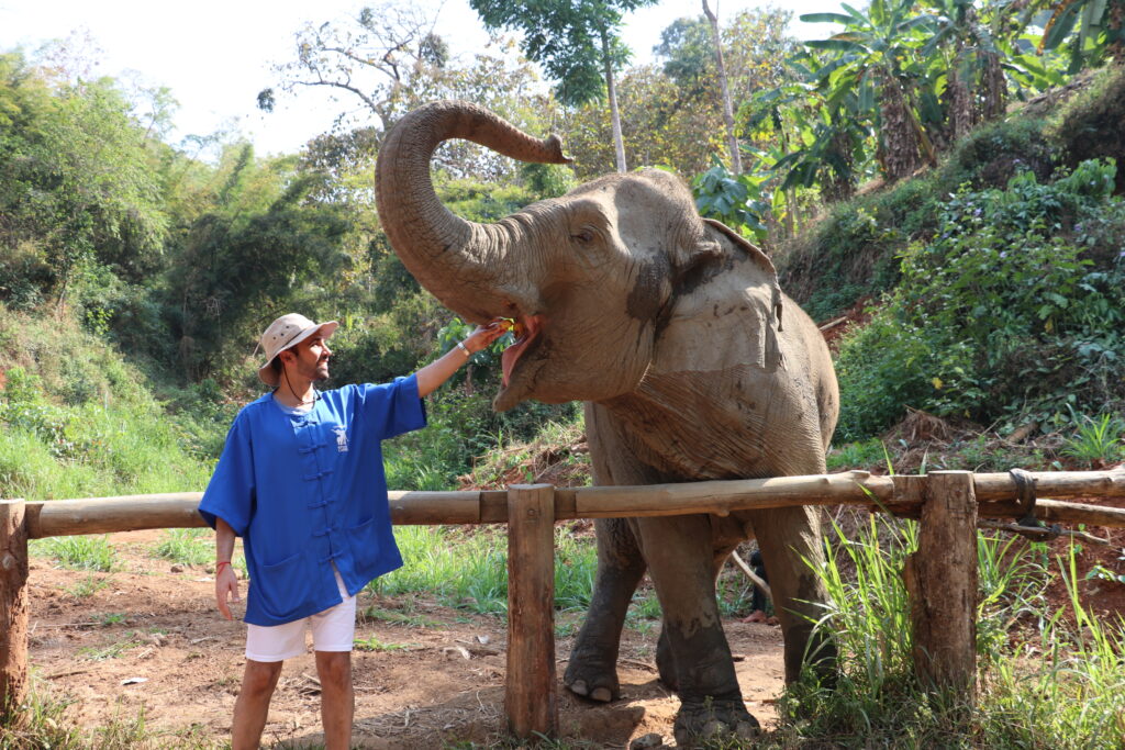 visitor feeding elephant by hand at ethical elephant sanctuary in Chiang Mai Thailand