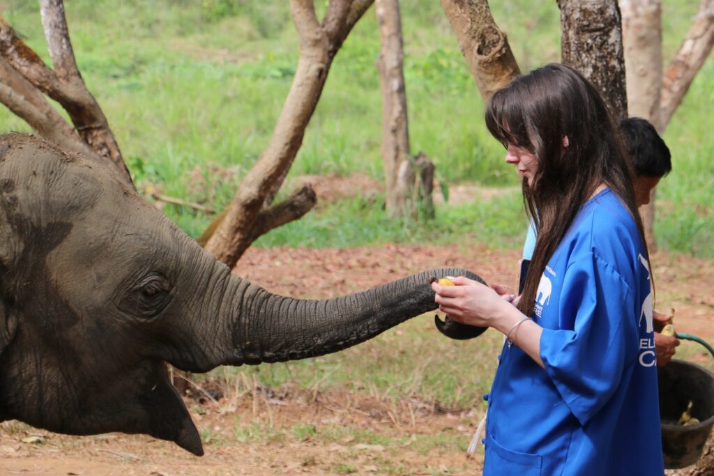 tourist feeding an elephant by hand at ethical elephant sanctuary in Chiang Mai Thailand