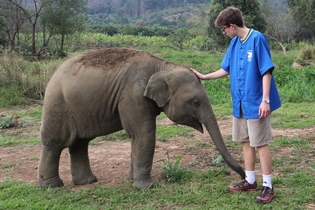baby elephant Lucky interacting with visitor at ethical elephant sanctuary in Chiang Mai