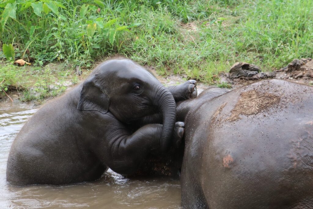 baby elephant playing and touching its mother in water at ethical elephant sanctuary in Chiang Mai Thailand