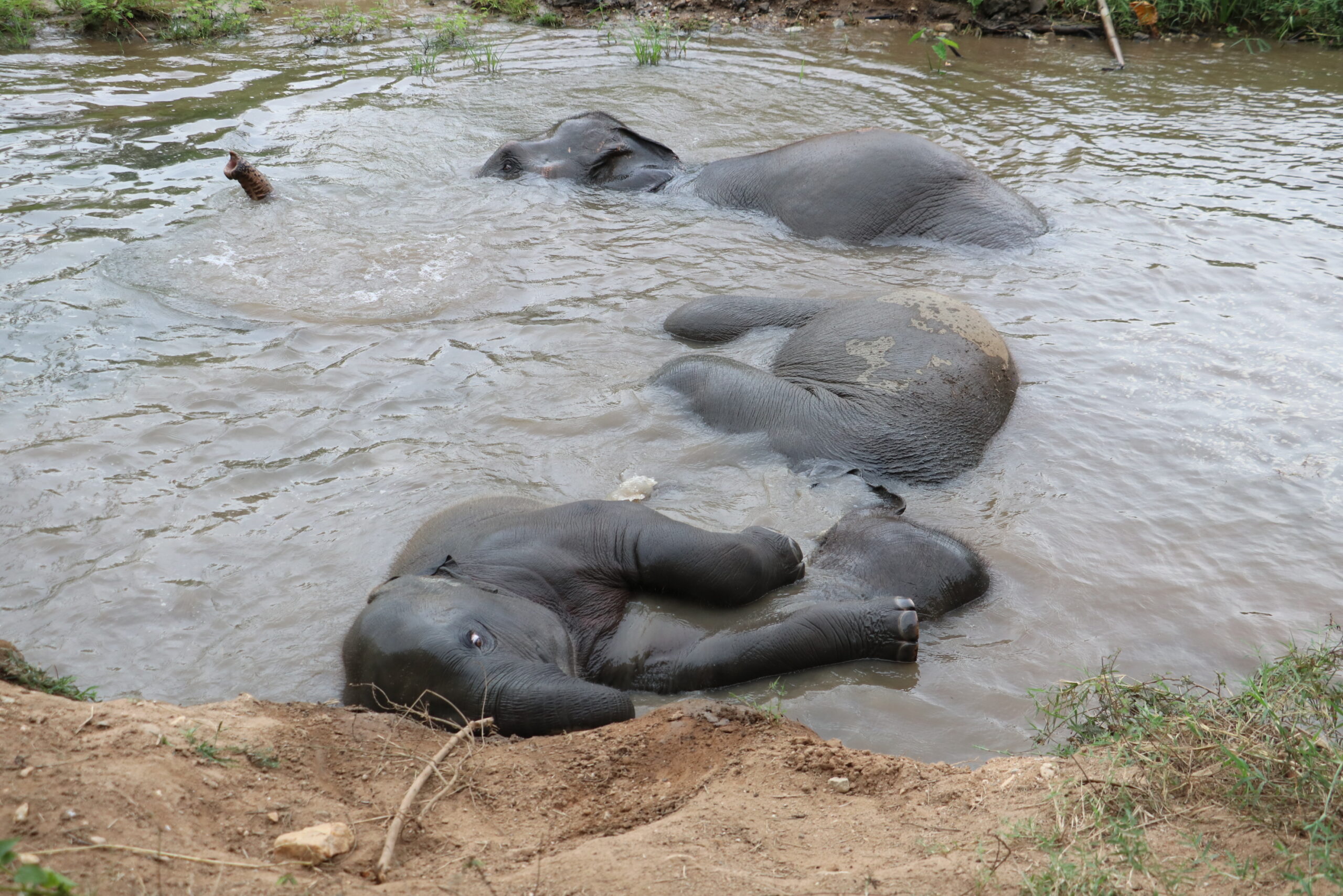 Baby elephant Lucky playing in water with his mother Sabowthor and Mo Ah Po at Chiang Mai Elephant Care sanctuary in Mae Taeng Thailand