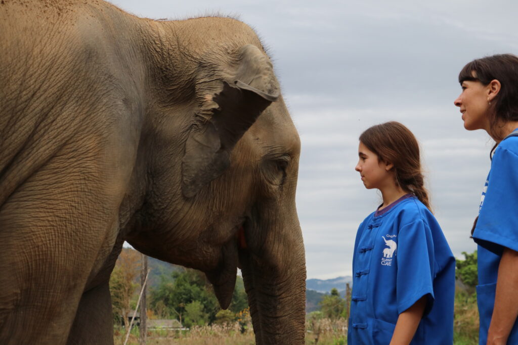 family observing elephant at ethical elephant sanctuary in Chiang Mai Thailand
