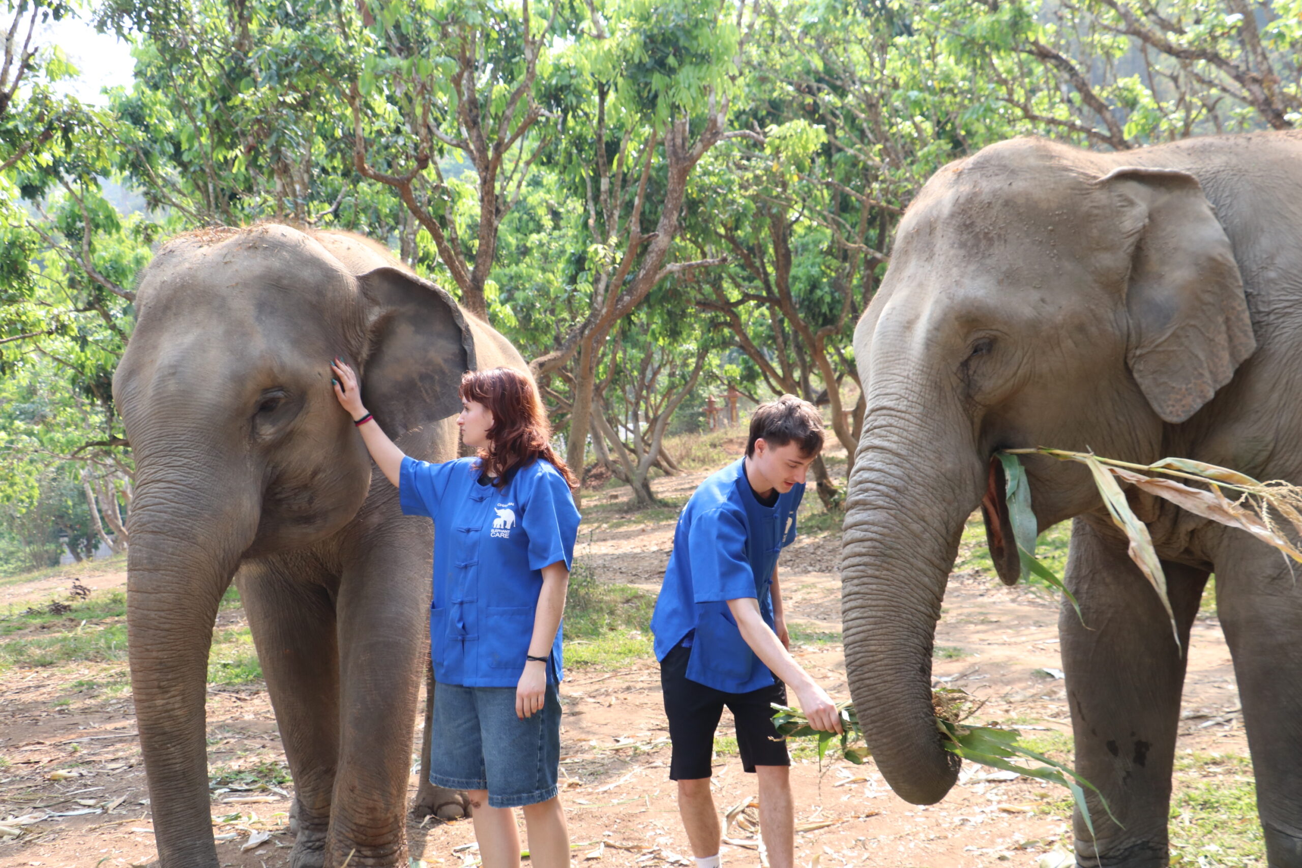 Visitors feeding elephants at Chiang Mai Elephant Care ethical sanctuary in Mae Taeng