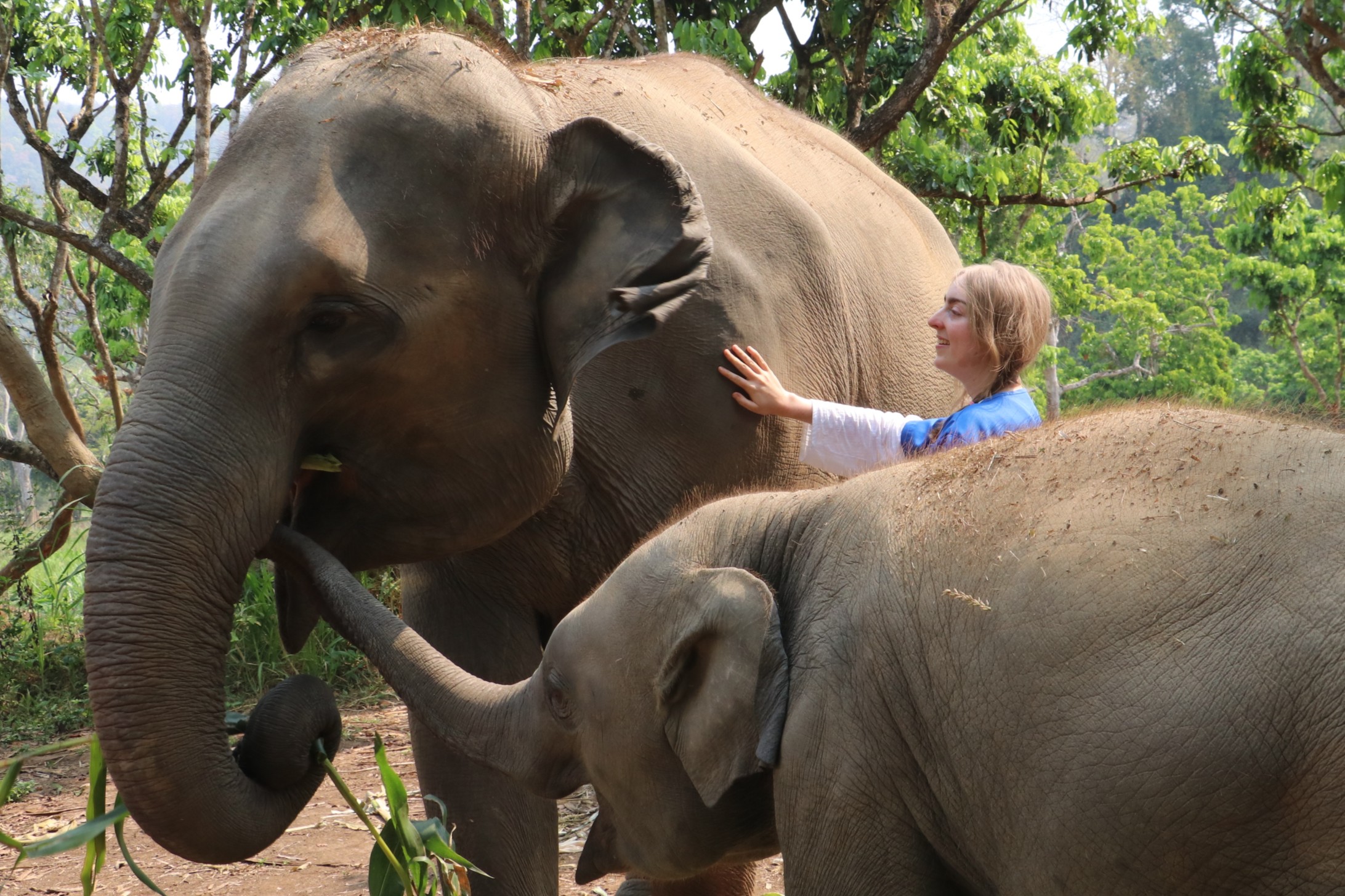 tourist touching elephant with baby elephant at ethical sanctuary in Chiang Mai Thailand