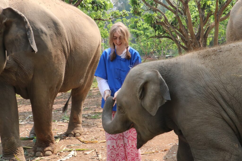 tourist feeding baby elephant at ethical elephant sanctuary in Chiang Mai Thailand
