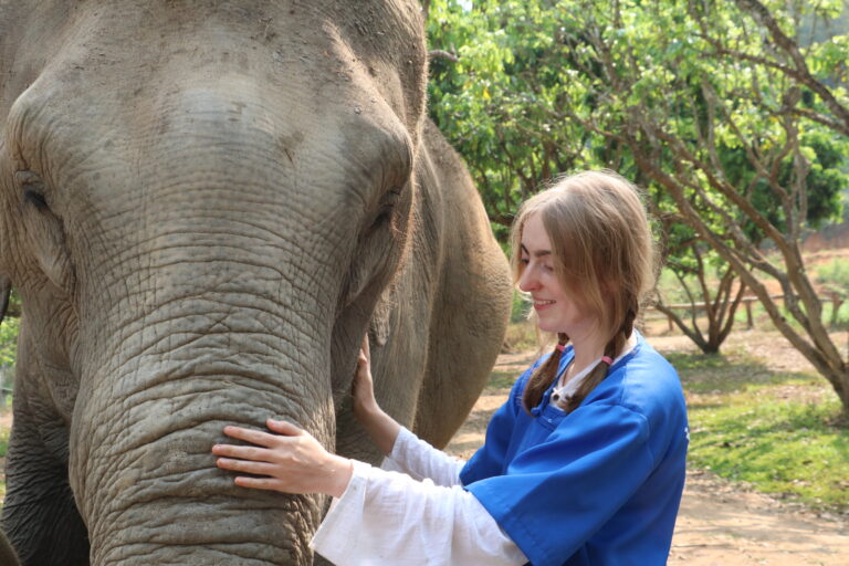 Visitor gently touching an elephant at Chiang Mai Elephant Care ethical sanctuary in Mae Taeng Chiang Mai Thailand