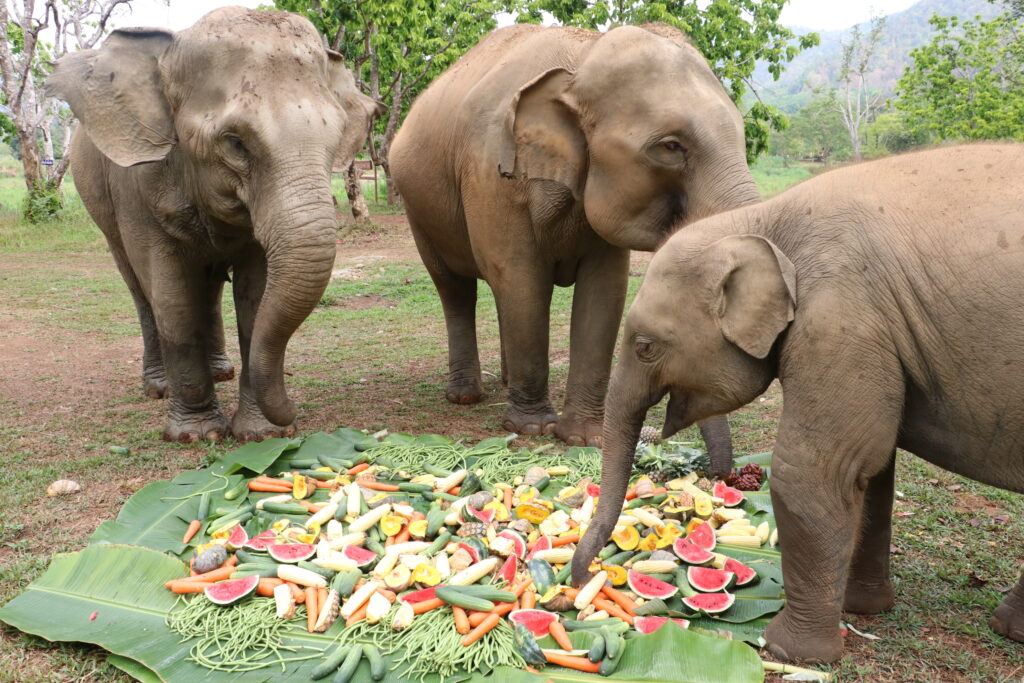 Baby elephant Lucky feeding on fresh fruits with his family at Chiang Mai Elephant Care ethical sanctuary in Mae Taeng Thailand
