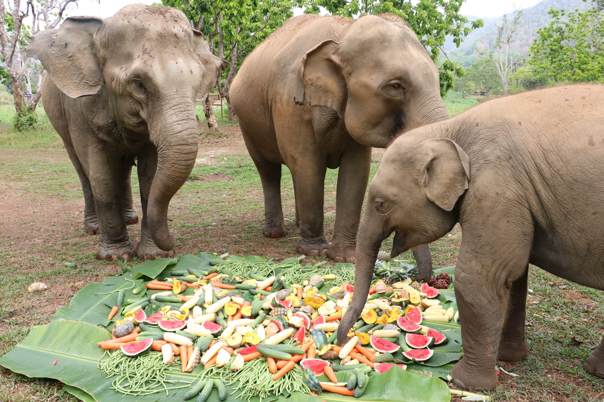 Baby elephant Lucky feeding on fresh fruits with his family at Chiang Mai Elephant Care ethical sanctuary in Mae Taeng Thailand