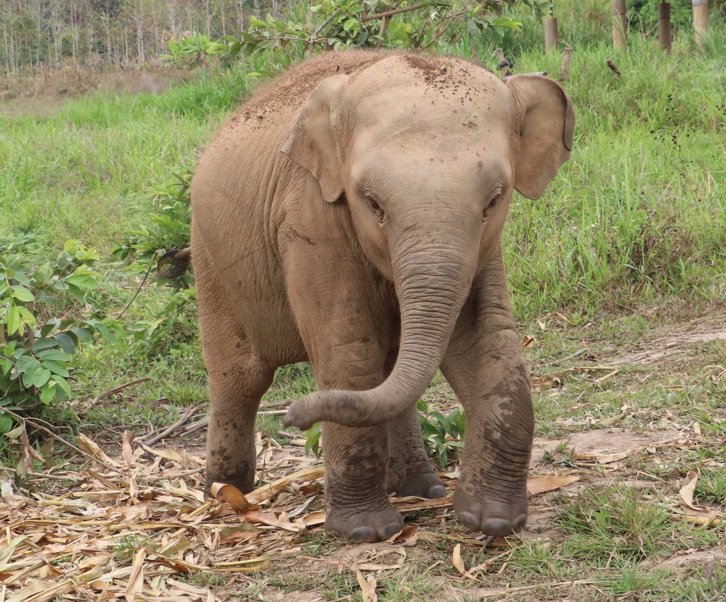 Baby elephant Lucky at Chiang Mai Elephant Care in Mae Taeng