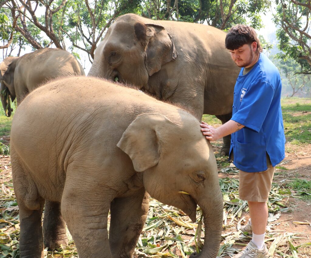 tourist gently touching elephant at ethical elephant sanctuary in Chiang Mai Thailand
