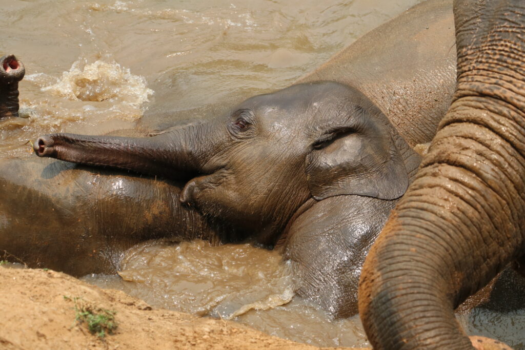 baby elephant playing in water at ethical elephant sanctuary in Chiang Mai Thailand