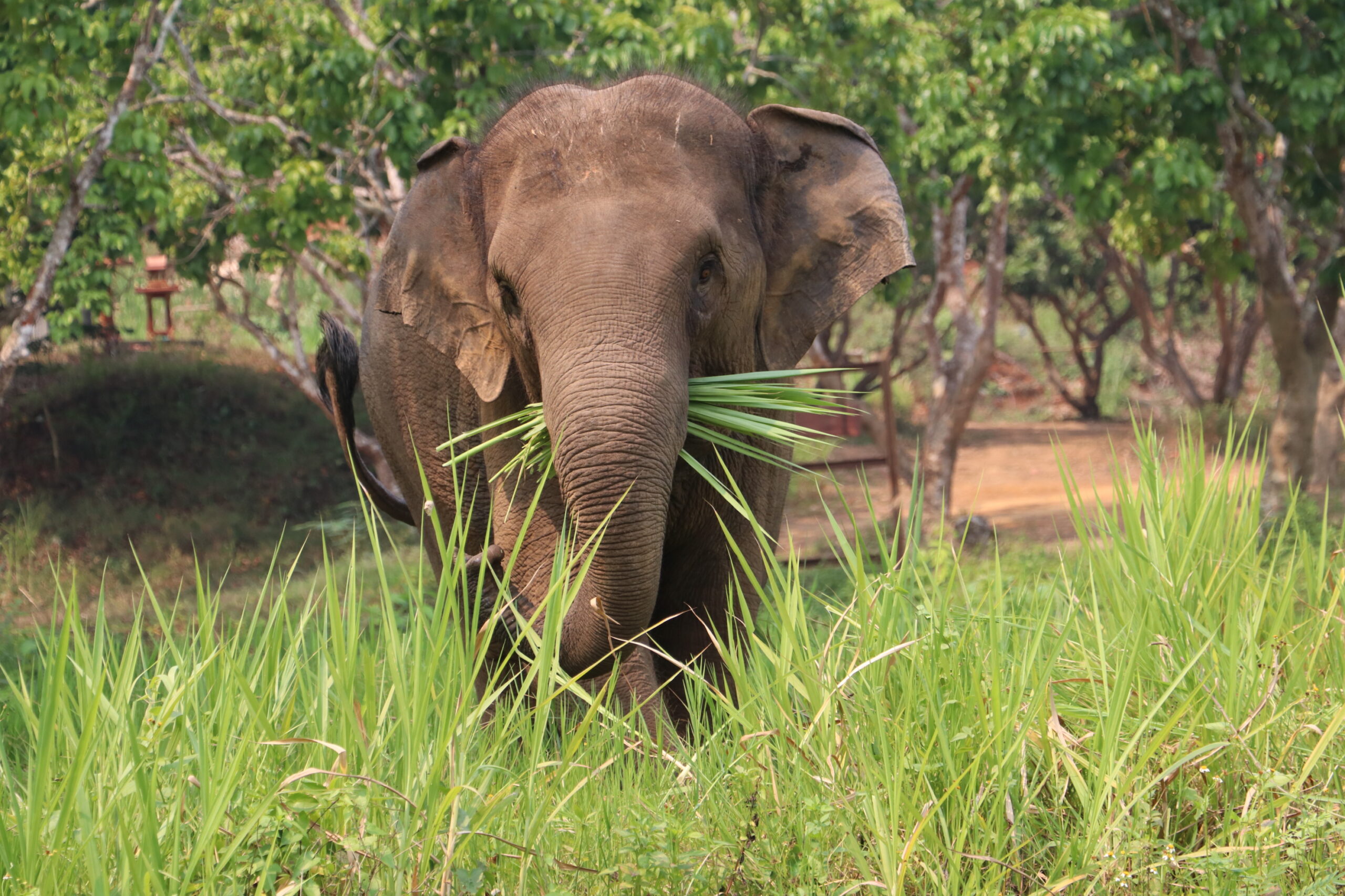 Mue Thue elephant enjoying grass at ethical elephant sanctuary Chiang Mai Thailand