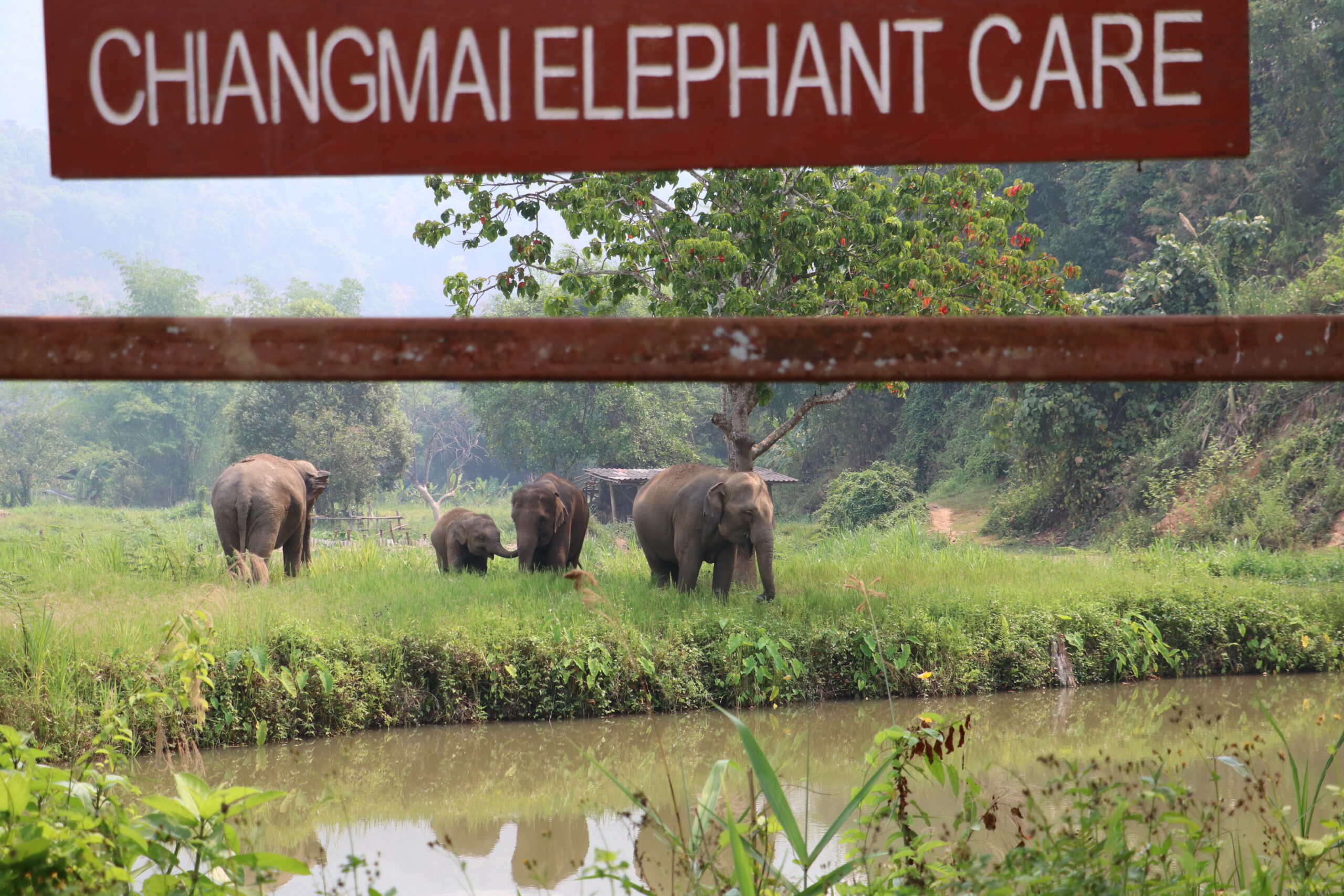Baby elephant Lucky at Chiang Mai Elephant Care sanctuary