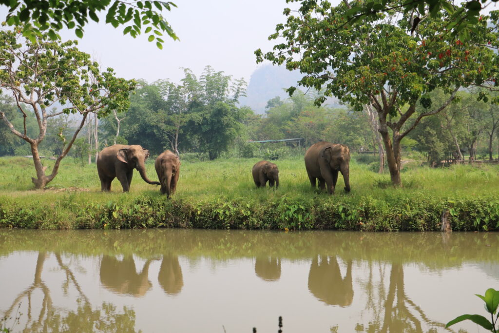 elephants walking near river in natural environment at ethical elephant sanctuary in Chiang Mai Thailand