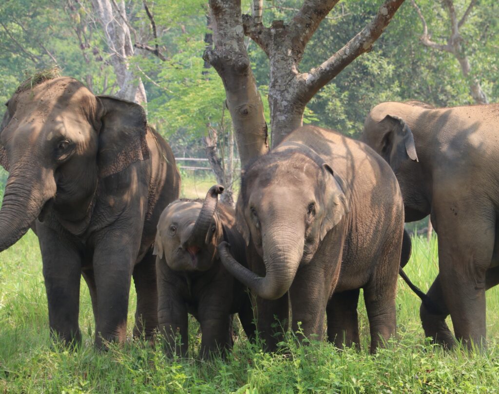 elephant family with baby elephant at ethical elephant sanctuary in Chiang Mai Thailand