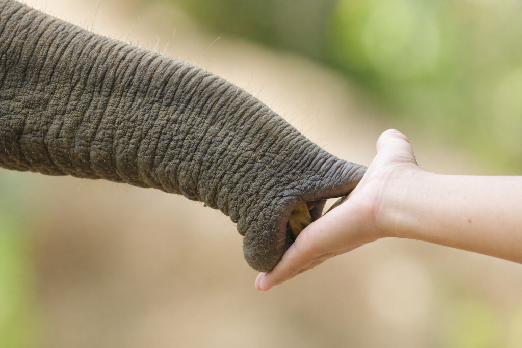 Elephant trunk touching human hand showing real connection in Chiang Mai sanctuary
