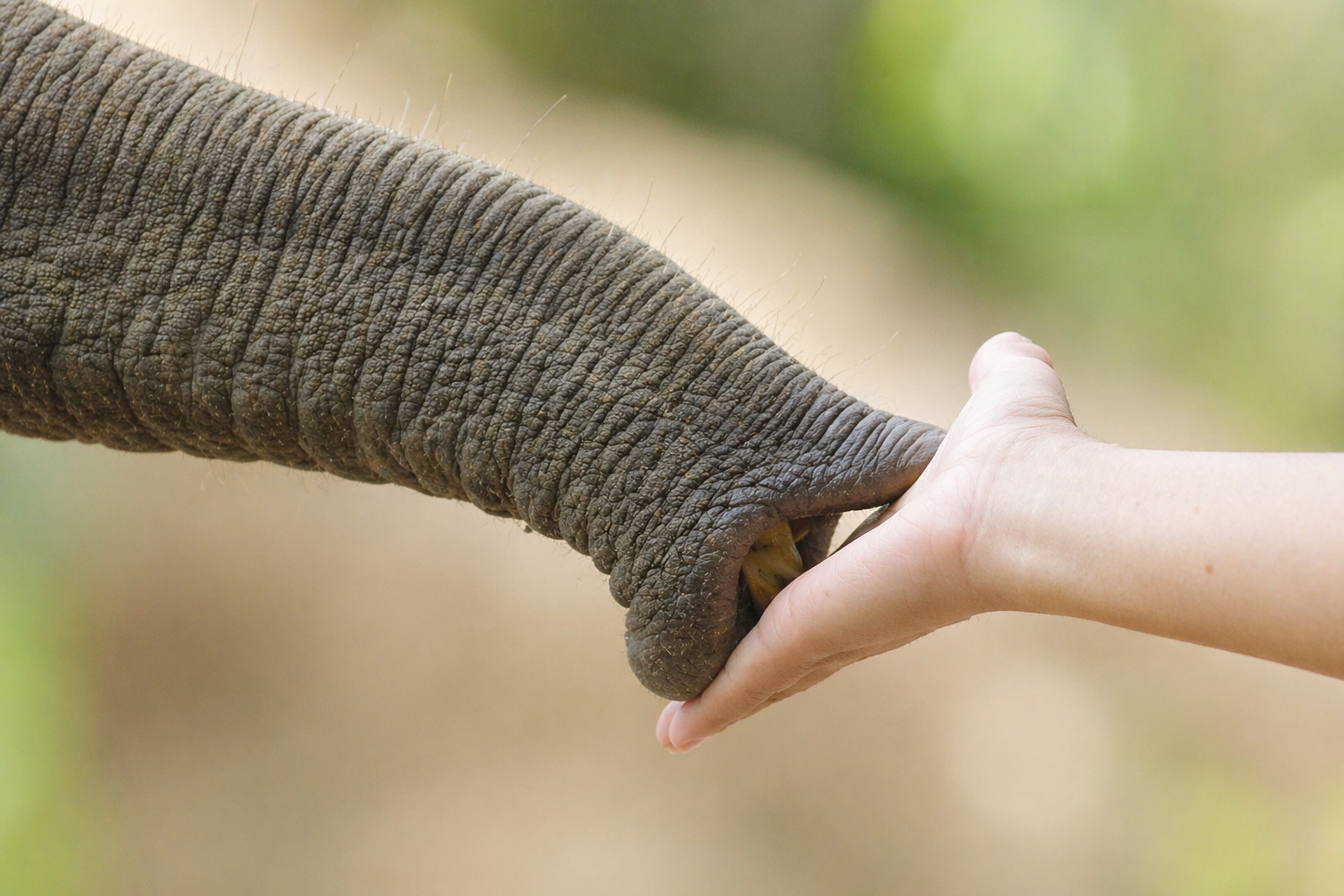 Elephant trunk touching human hand showing real connection in Chiang Mai sanctuary